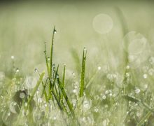 green grass with water droplets
